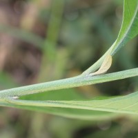 Iochroma arborescens (L.) J.M.H.Shaw